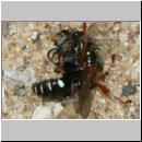 Oxybelus sp - Fliegenspiesswespe 03a falsche Paarung - OS-Wallenhorst-Tongrube-Lehmwiese.jpg